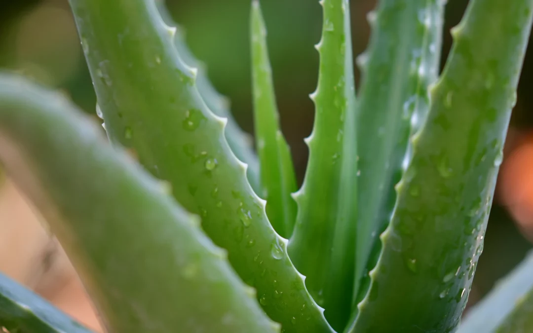 Descubriendo los secretos saludables del Aloe Vera
